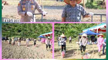 Perkuat Ketahanan Pangan, Polres dan Pemkab Madina Gelar Tanam Jagung Serentak Kuartal I 2026